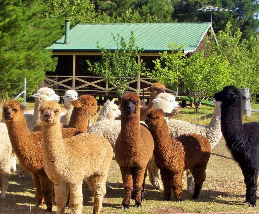 Mirradong Cottage Berambing エクステリア 写真